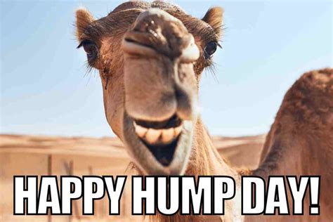 sexy happy hump day meme|Happy Hump Day Memes